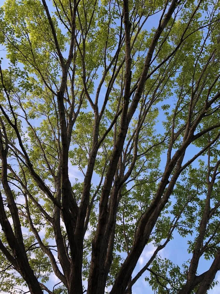 Affordable yard maintenance in Fort Worth, TX by Arbor Life