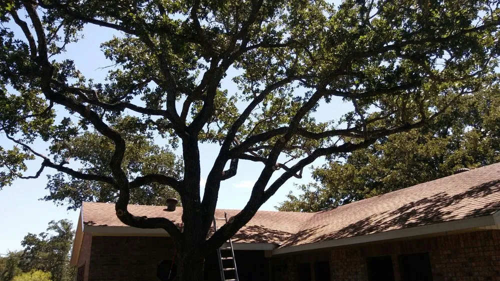 Expert outdoor landscaping experts serving Austin, TX - Arbor Logical Tree Care