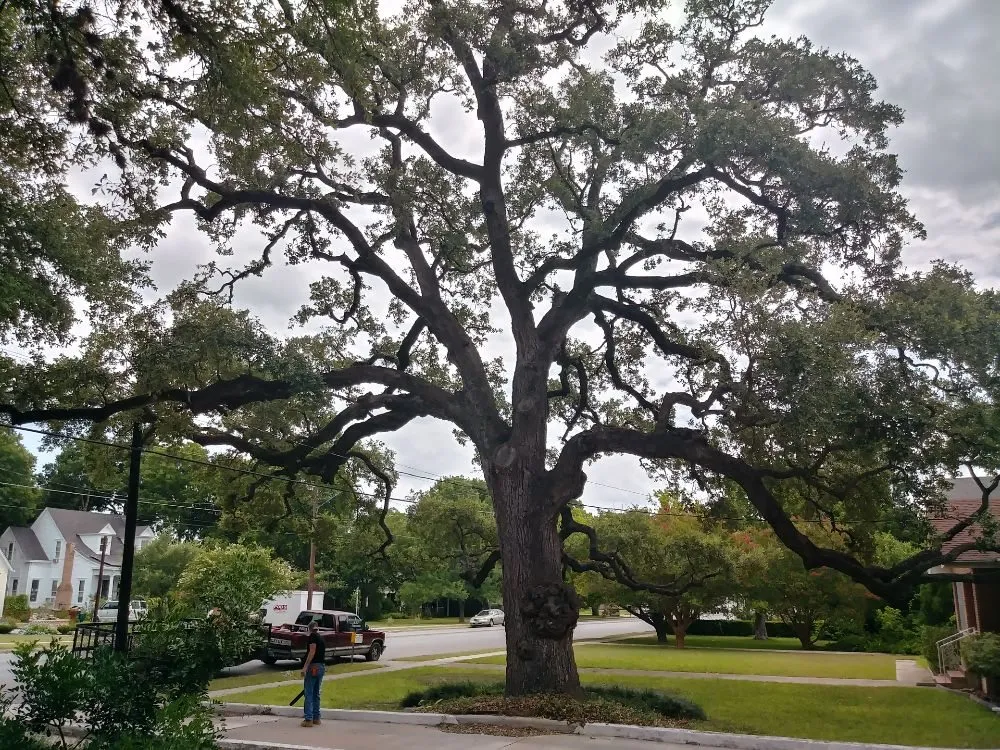 Affordable outdoor landscaping experts serving Austin, TX - Arbor Logical Tree Care