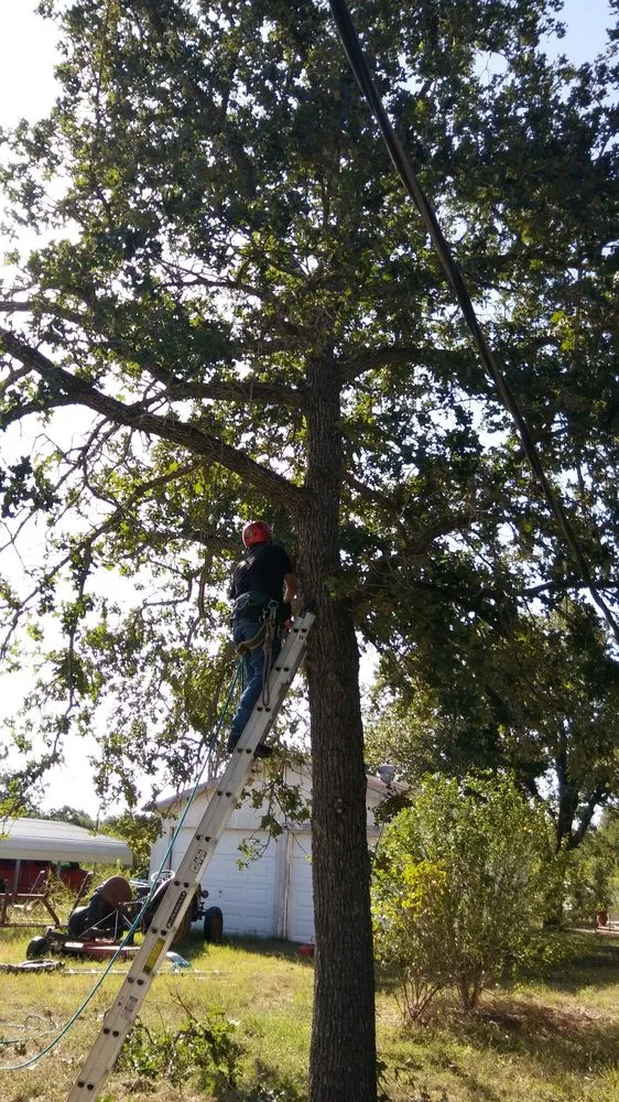 Reliable yard cleanup service in Austin, TX by Arbor Logical Tree Care