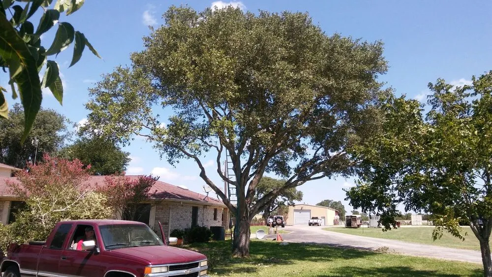 Custom landscape installation for beautiful yards across Austin, TX - Arbor Logical Tree Care