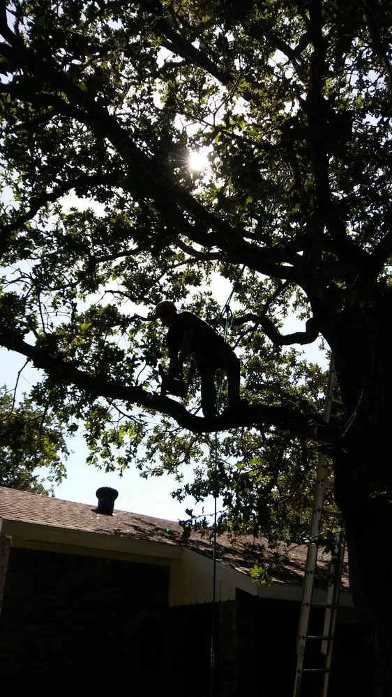 Custom landscape design experts serving Austin, TX - Arbor Logical Tree Care