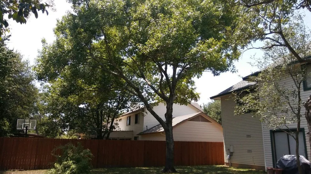 Expert landscape design in Austin, TX - Arbor Logical Tree Care