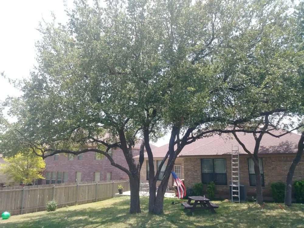 Professional lawn mowing service in Austin, TX by Arbor Logical Tree Care