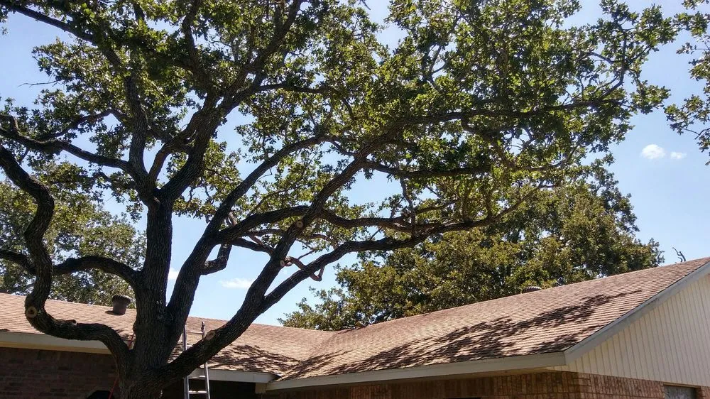 Professional landscape design in Austin, TX by Arbor Logical Tree Care