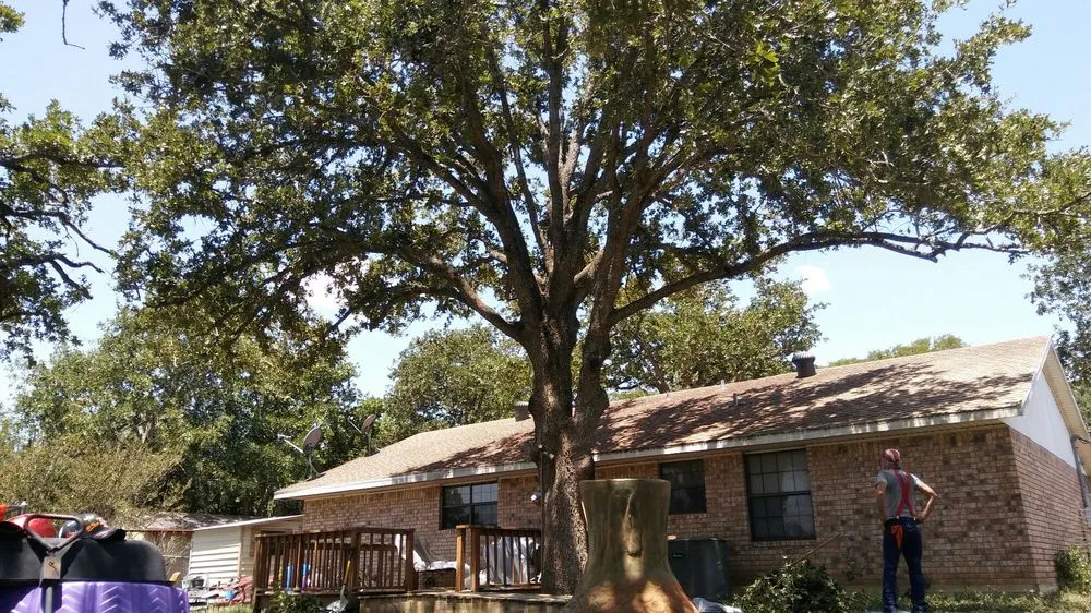 Expert yard cleanup service experts serving Austin, TX - Arbor Logical Tree Care