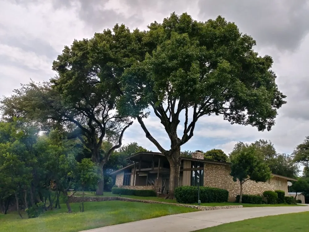 Expert lawn care service for residential properties in Austin, TX by Arbor Logical Tree Care