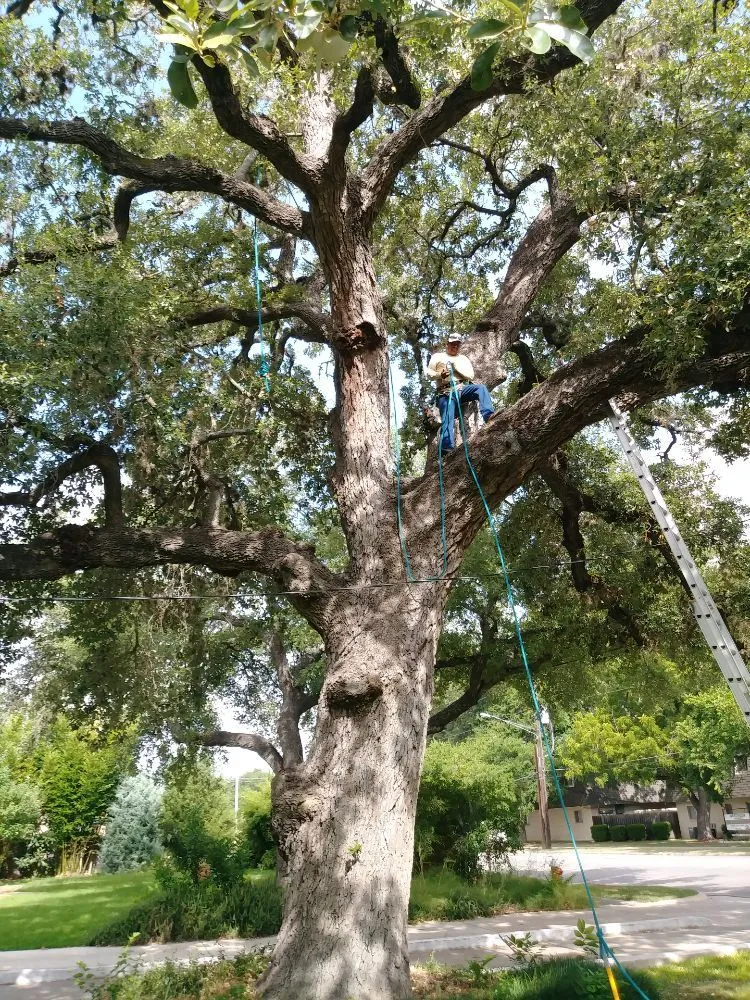 Trusted landscape design for year-round maintenance across Austin, TX - Arbor Logical Tree Care