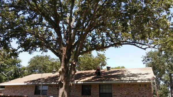 Arbor Logical Tree Care Logo