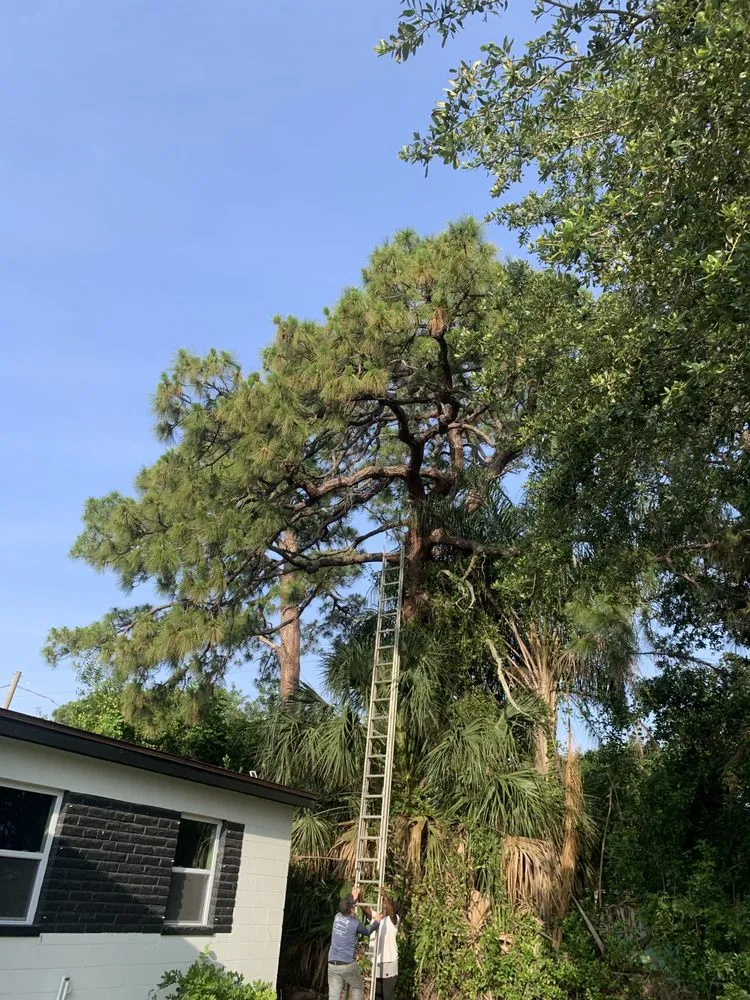 Professional landscape design experts serving Cocoa, FL - Arbor Master Tree & Landscape