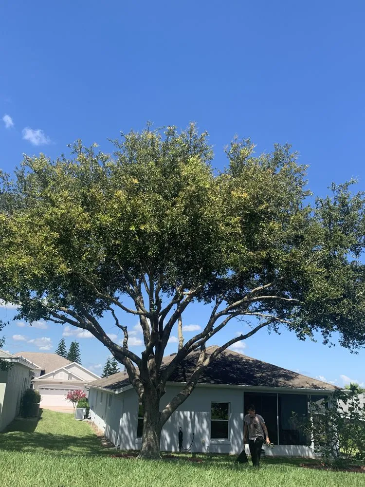 Expert lawn care service in Cocoa, FL - Arbor Master Tree & Landscape