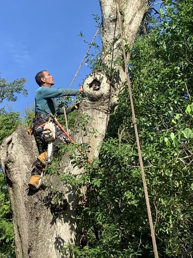 Expert outdoor landscaping experts serving Cocoa, FL - Arbor Master Tree & Landscape
