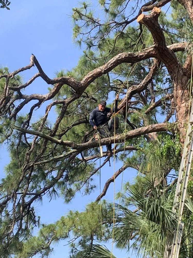 Affordable landscape installation for beautiful yards in Cocoa, FL by Arbor Master Tree & Landscape