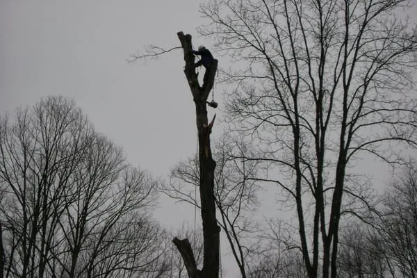 Arbor MD Tree Service LLC