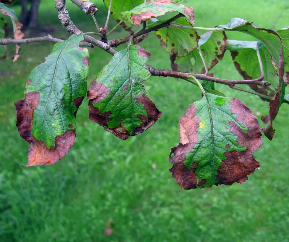 Reliable yard cleanup service experts serving Columbia Station, OH - Arbor-Medic