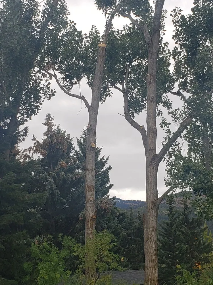 Local landscaping services for homes in Bozeman, MT by Arbor Medic Tree Service