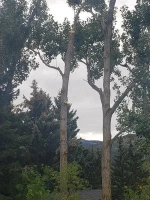 Arbor Medic Tree Service Logo