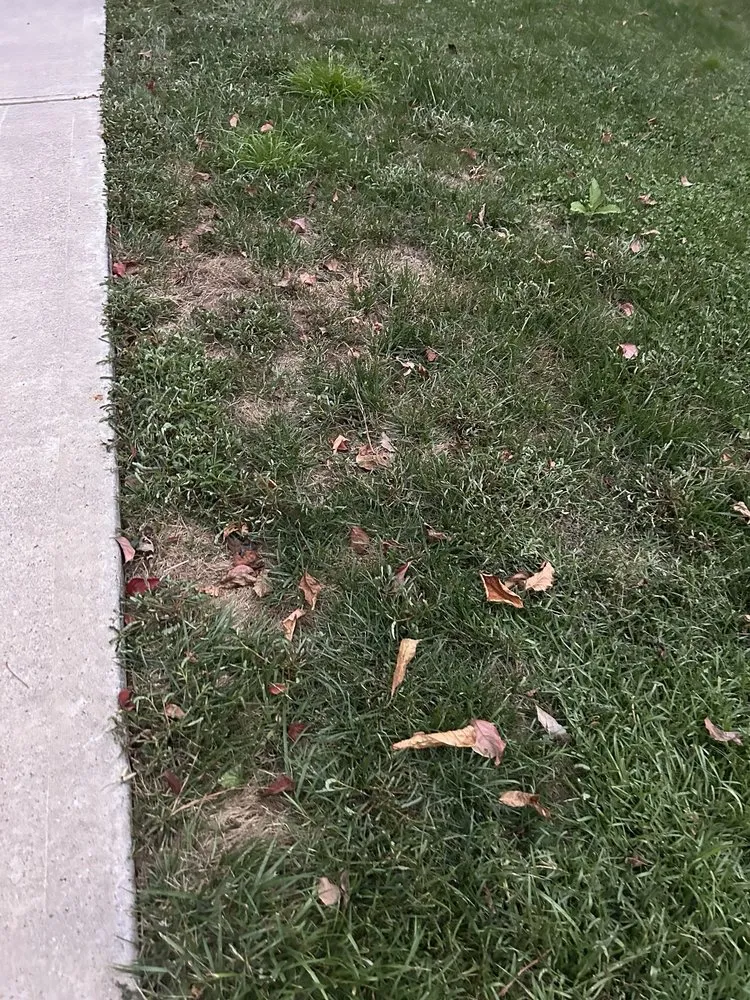 Professional landscaping services for homes across Norcross, GA - Arbor-Nomics Turf, Inc. Lawn Care Services & Grass Treatment