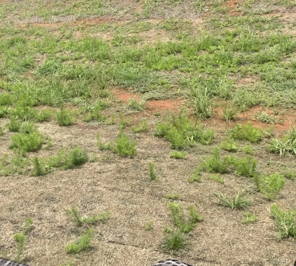 Reliable residential landscaping experts serving Norcross, GA - Arbor-Nomics Turf, Inc. Lawn Care Services & Grass Treatment