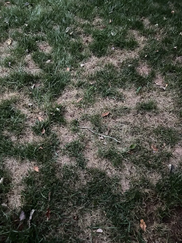 Custom lawn mowing service experts serving Norcross, GA - Arbor-Nomics Turf, Inc. Lawn Care Services & Grass Treatment