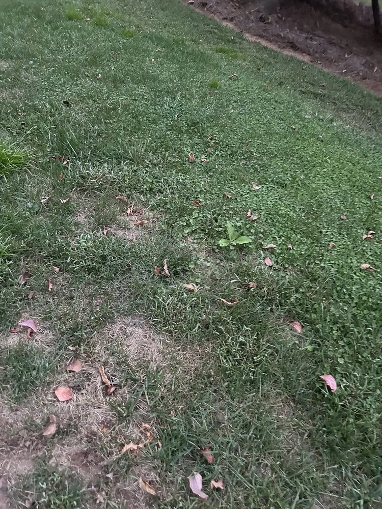 Affordable yard maintenance in Norcross, GA by Arbor-Nomics Turf, Inc. Lawn Care Services & Grass Treatment