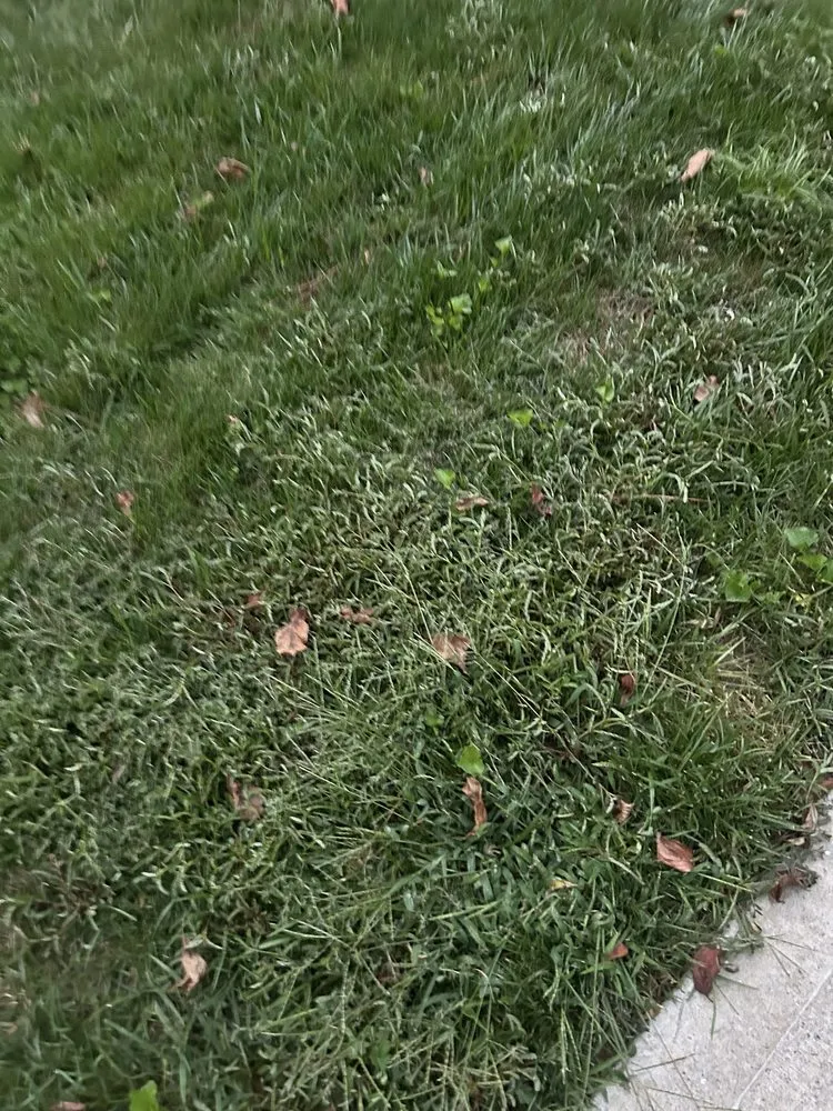 Expert landscape installation in Norcross, GA by Arbor-Nomics Turf, Inc. Lawn Care Services & Grass Treatment