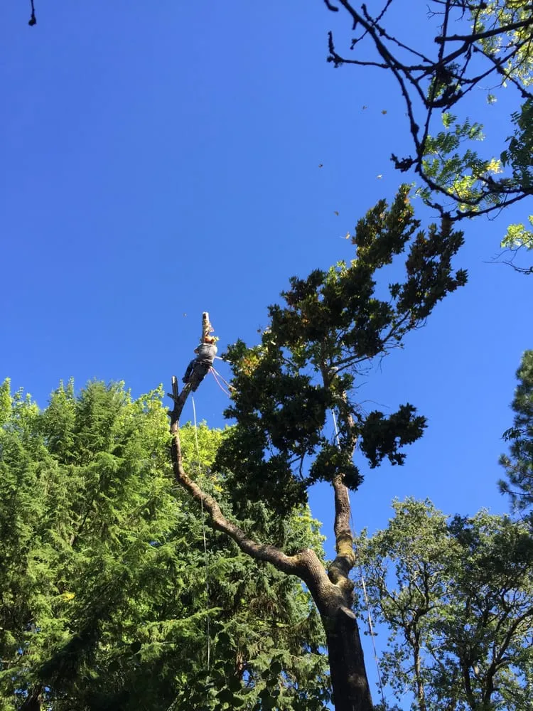 Trusted landscape installation in Happy Valley, OR - Arbor Now