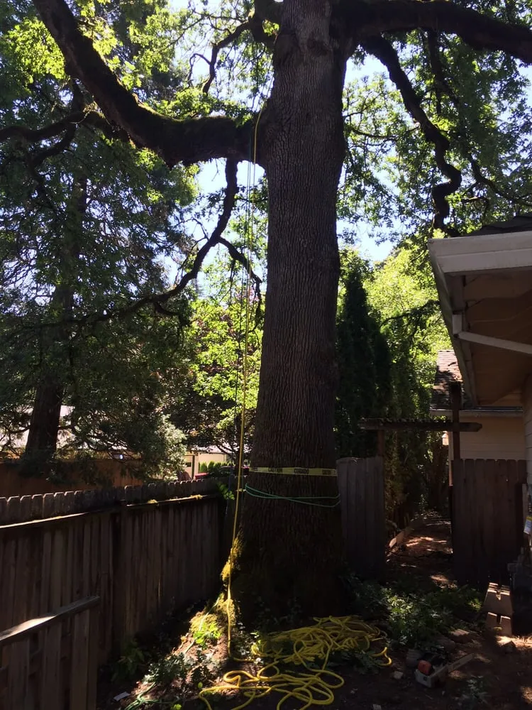 Affordable landscaping services experts serving Happy Valley, OR - Arbor Now