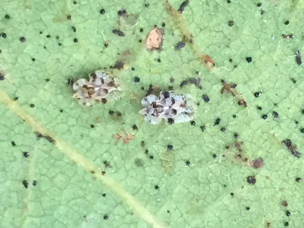 Local lawn care service experts serving Happy Valley, OR - Arbor Now