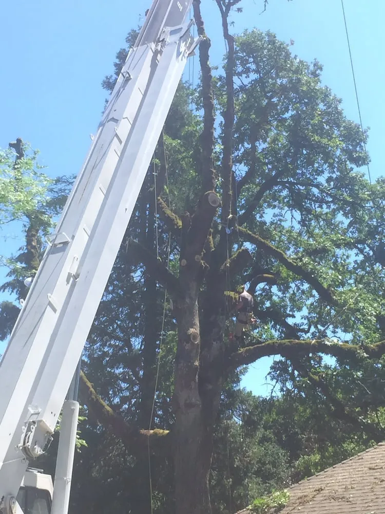 Top-rated landscaping services experts serving Happy Valley, OR - Arbor Now