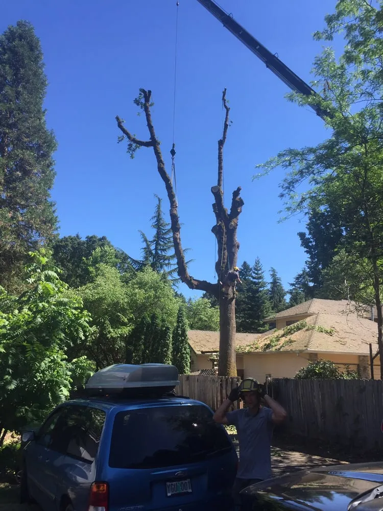 Local landscaping services for residential properties in Happy Valley, OR by Arbor Now