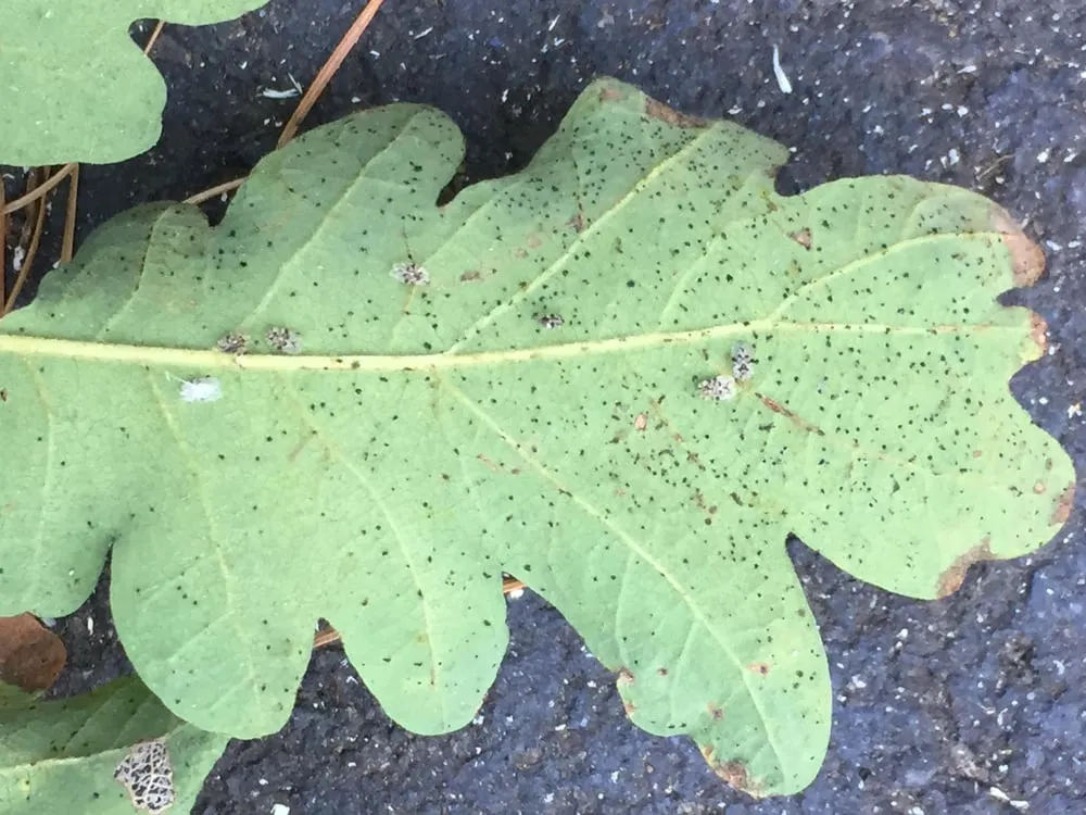 Professional landscape installation experts serving Happy Valley, OR - Arbor Now