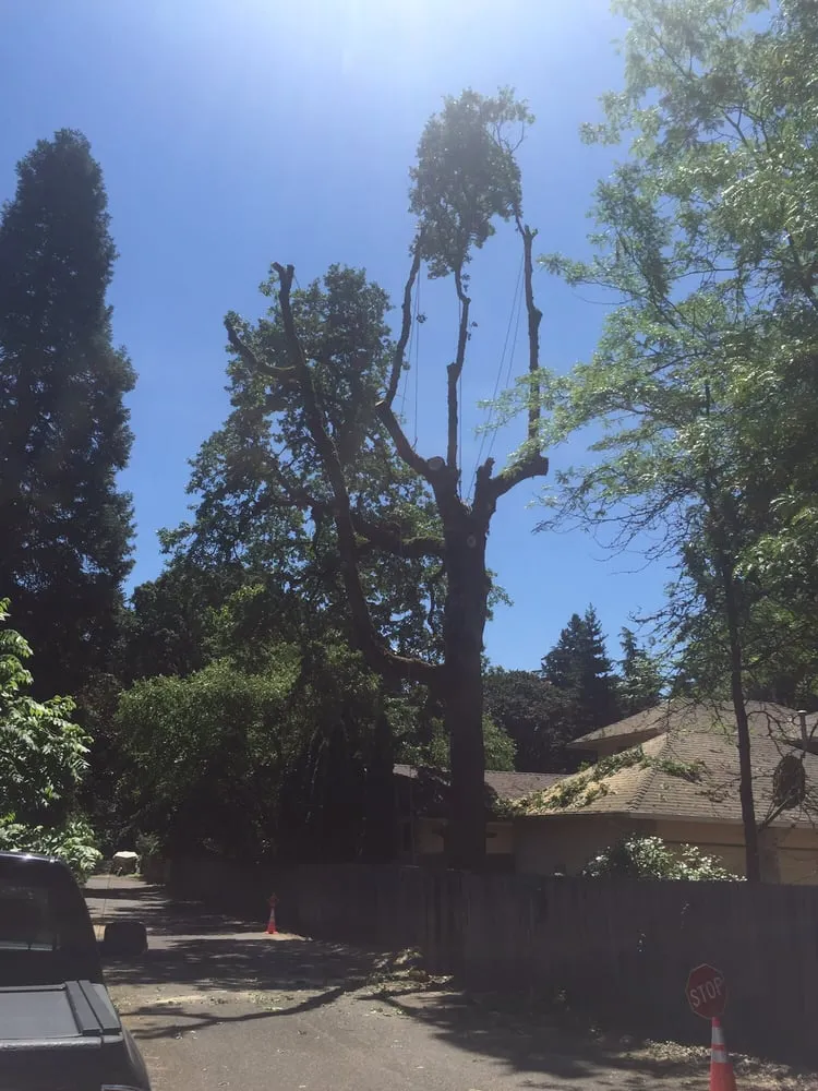 Top-rated outdoor landscaping in Happy Valley, OR - Arbor Now