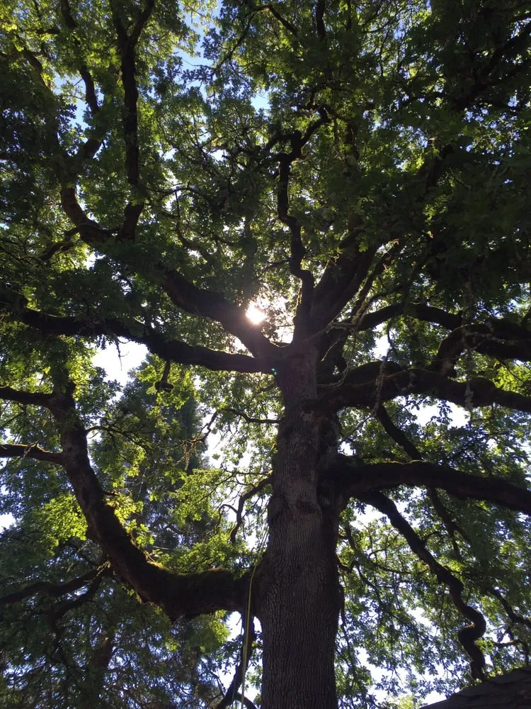 Expert yard cleanup service for outdoor upgrades in Happy Valley, OR by Arbor Now