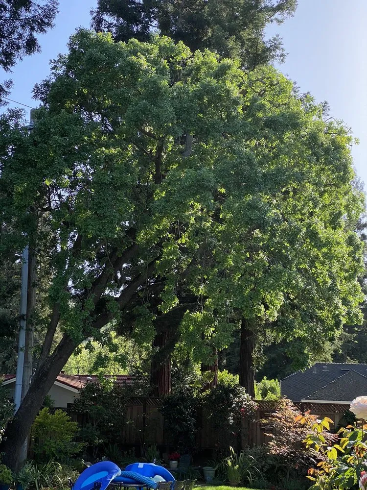 Expert yard cleanup service in Martinez, CA - Arbor Pro