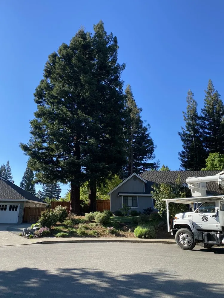 Custom landscaping services for year-round maintenance in Martinez, CA by Arbor Pro