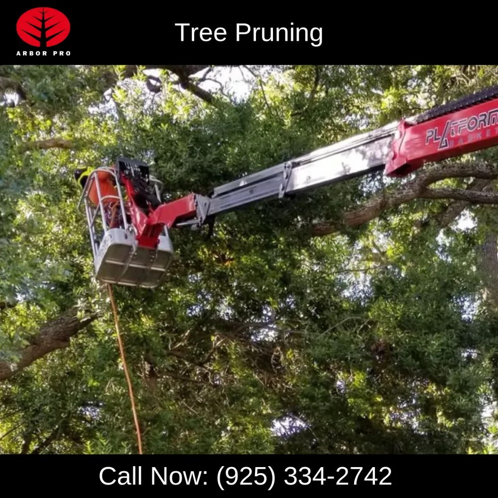 Affordable landscape installation with custom design in Martinez, CA by Arbor Pro