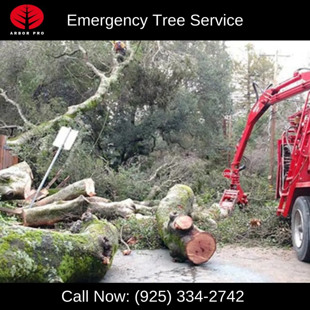 Custom landscape design experts serving Martinez, CA - Arbor Pro