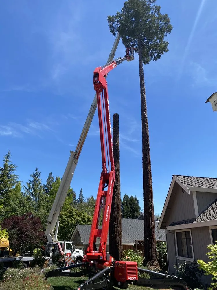 Top-rated yard cleanup service for outdoor upgrades in Martinez, CA by Arbor Pro