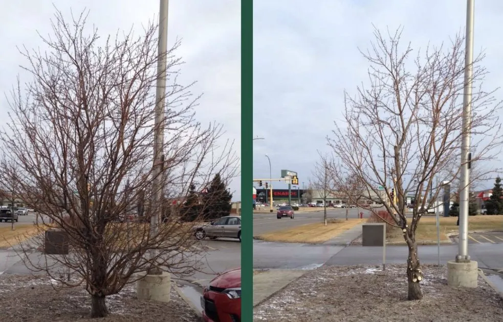 Reliable outdoor landscaping in Mondamin, IA by Arbor-Pro