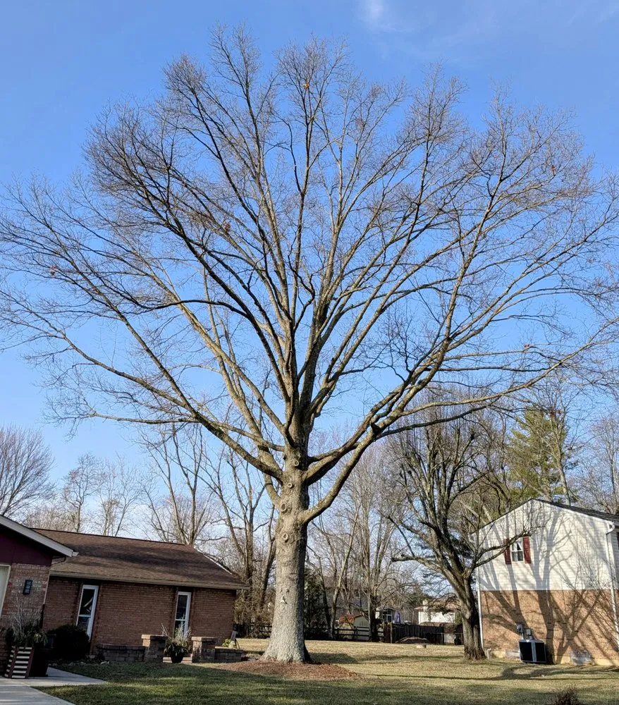 Expert landscaping services for outdoor upgrades across Loveland, OH - Arbor Services