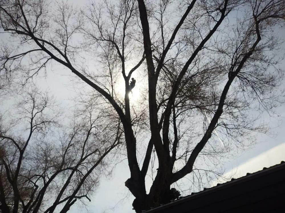 Expert yard maintenance in West Valley City, UT by Arbor Services