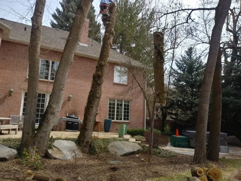 Reliable yard cleanup service with custom design in West Valley City, UT by Arbor Services