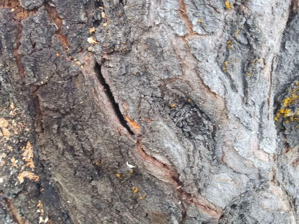 Expert landscaping services in West Valley City, UT - Arbor Services