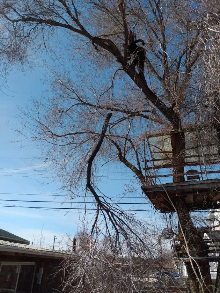 Local landscape design in West Valley City, UT - Arbor Services