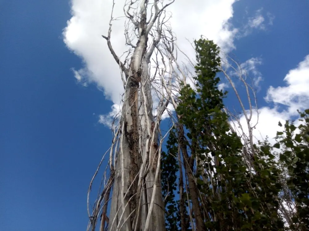 Expert landscape design in West Valley City, UT - Arbor Services