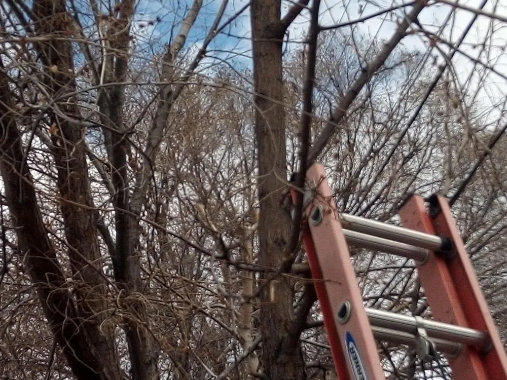 Reliable lawn mowing service for beautiful yards across West Valley City, UT - Arbor Services