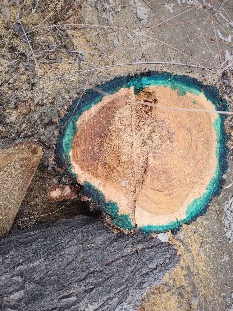 Affordable lawn care service in West Valley City, UT - Arbor Services