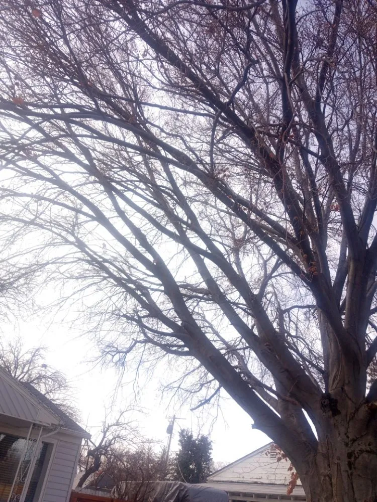 Professional garden landscaping for year-round maintenance across West Valley City, UT - Arbor Services