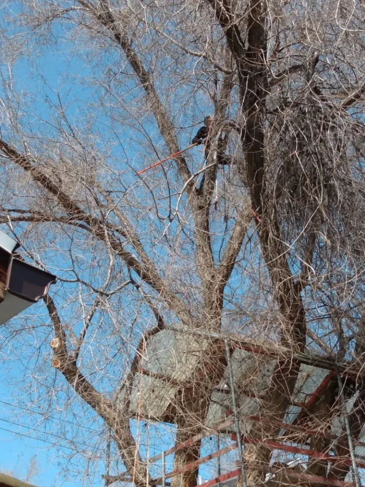 Top-rated garden landscaping for homes in West Valley City, UT by Arbor Services